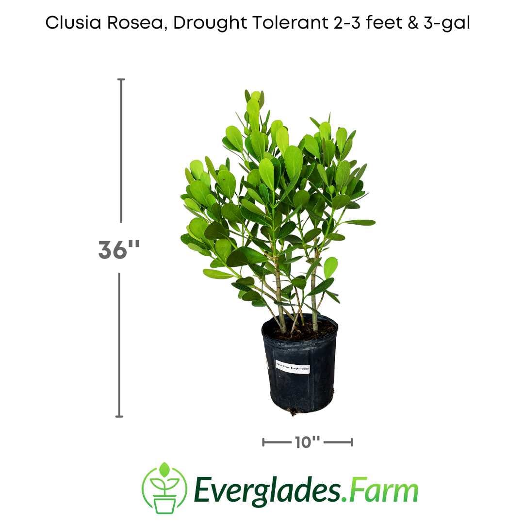 Clusia Rosea, Plant - Image 4