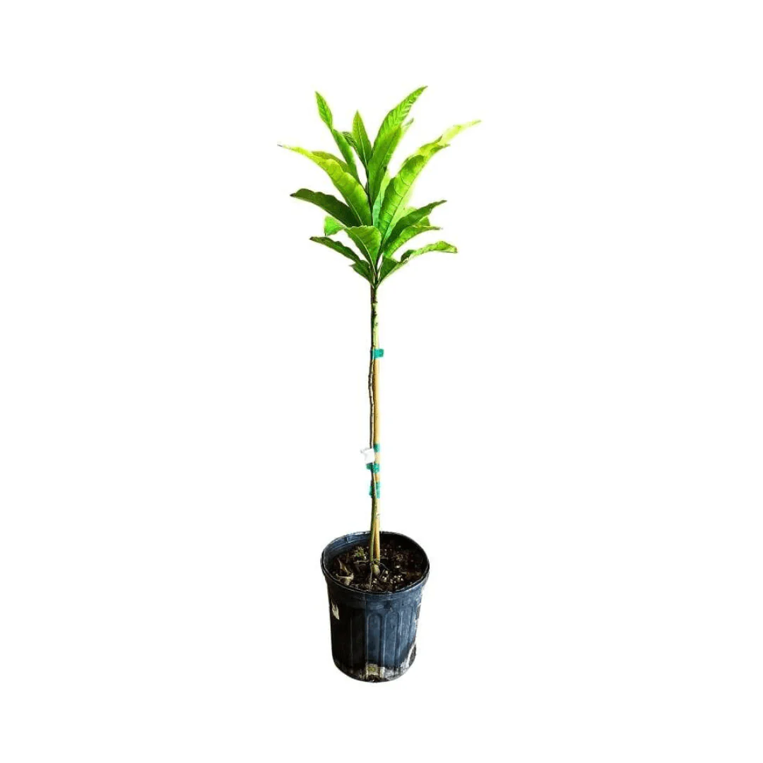Abiu, Caimito Amarillo, Tree - Image 3