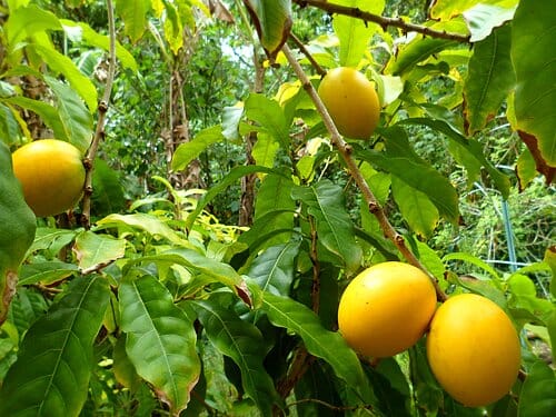 Abiu, Caimito Amarillo, Tree - Image 4