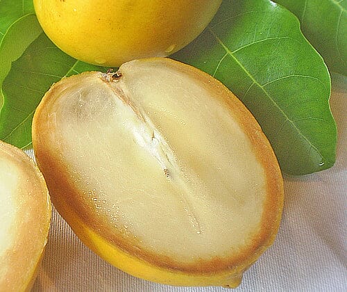 Abiu, Caimito Amarillo, Tree - Image 5