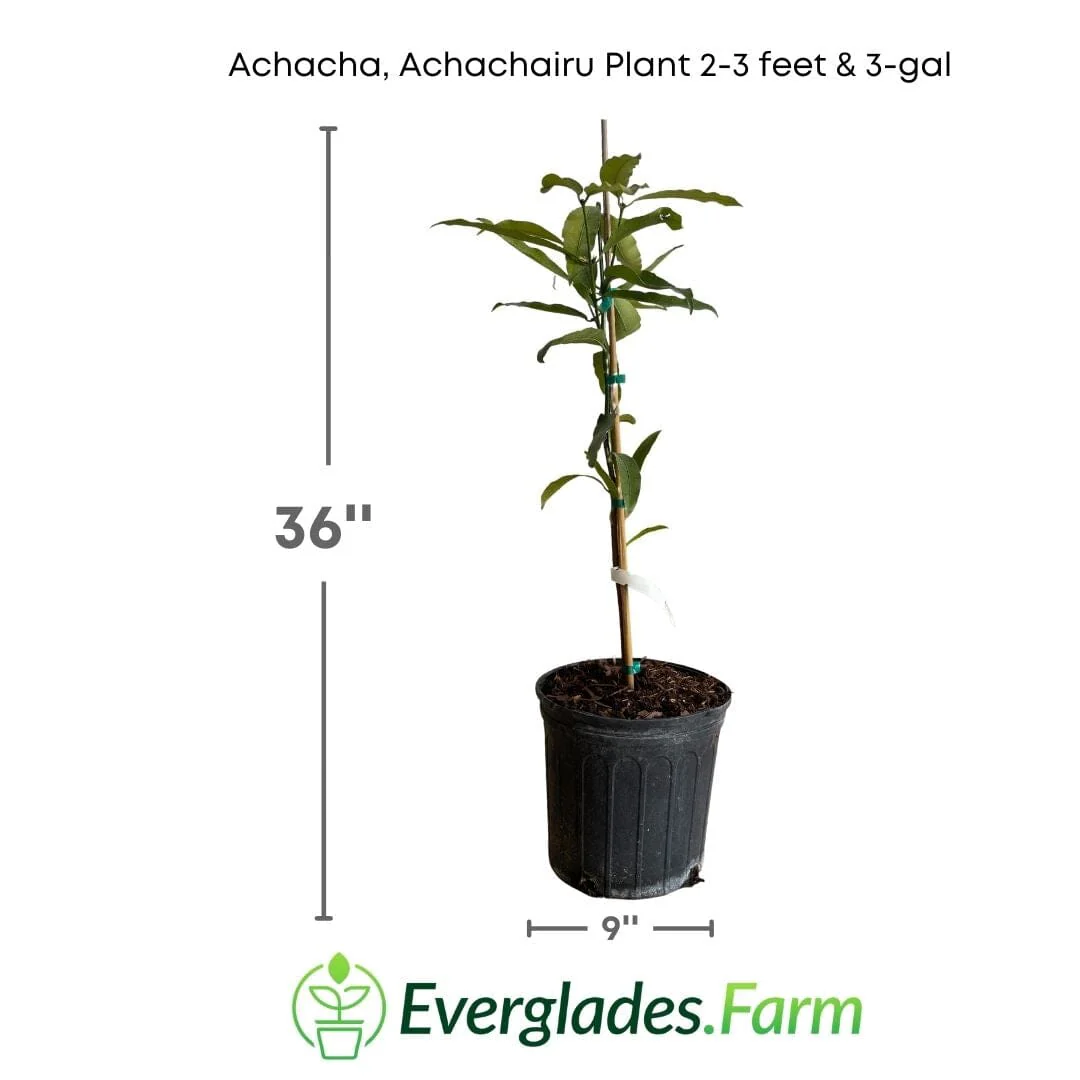 Achacha, Achachairu Plant - Image 3