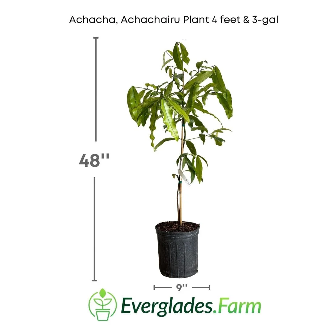 Achacha, Achachairu Plant - Image 4