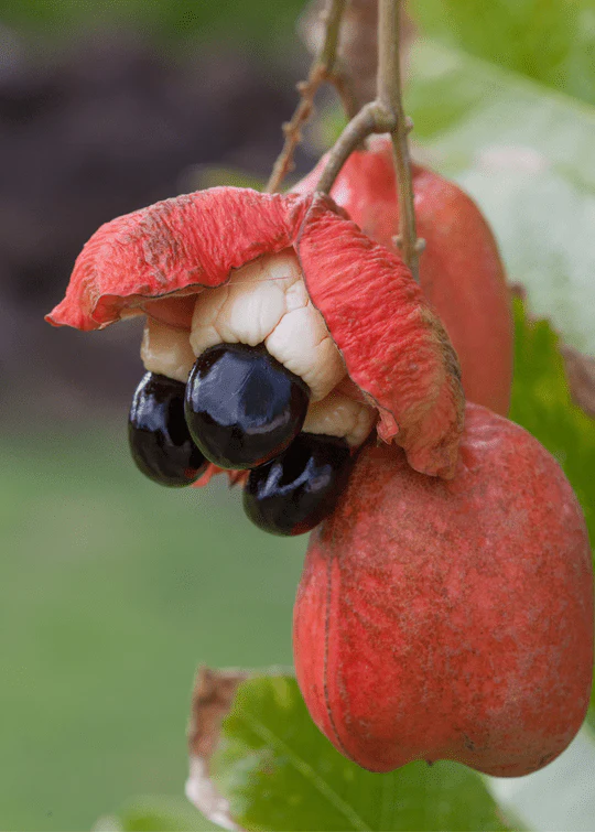 Ackee Tree