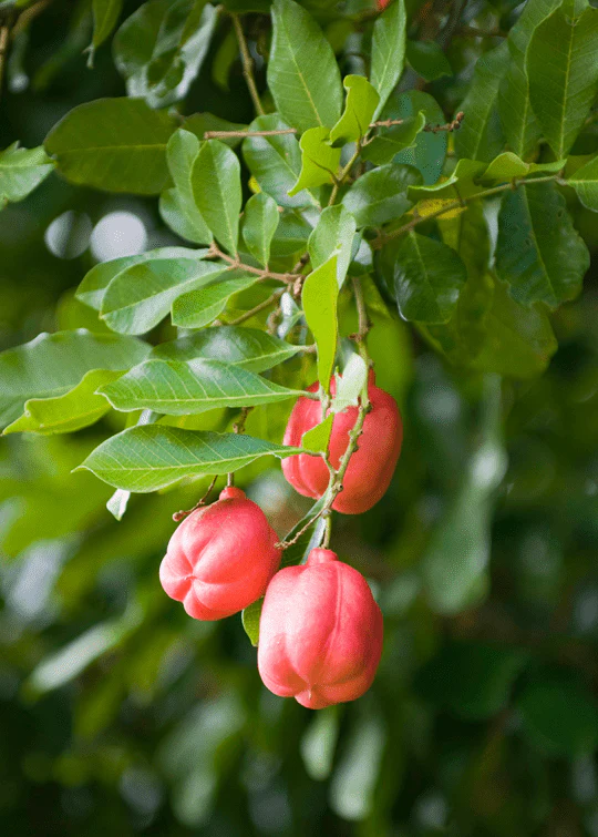 Ackee Tree - Image 2