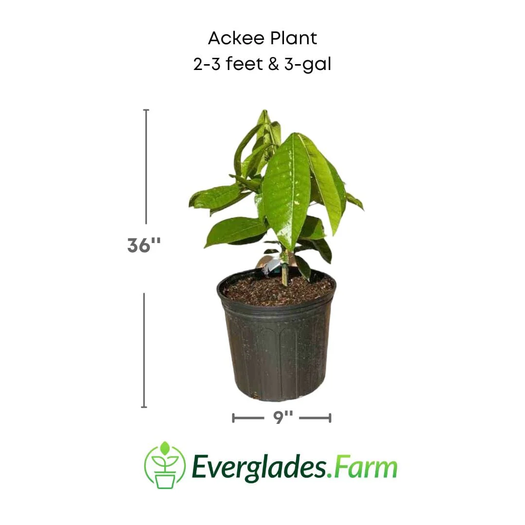 Ackee Tree - Image 3
