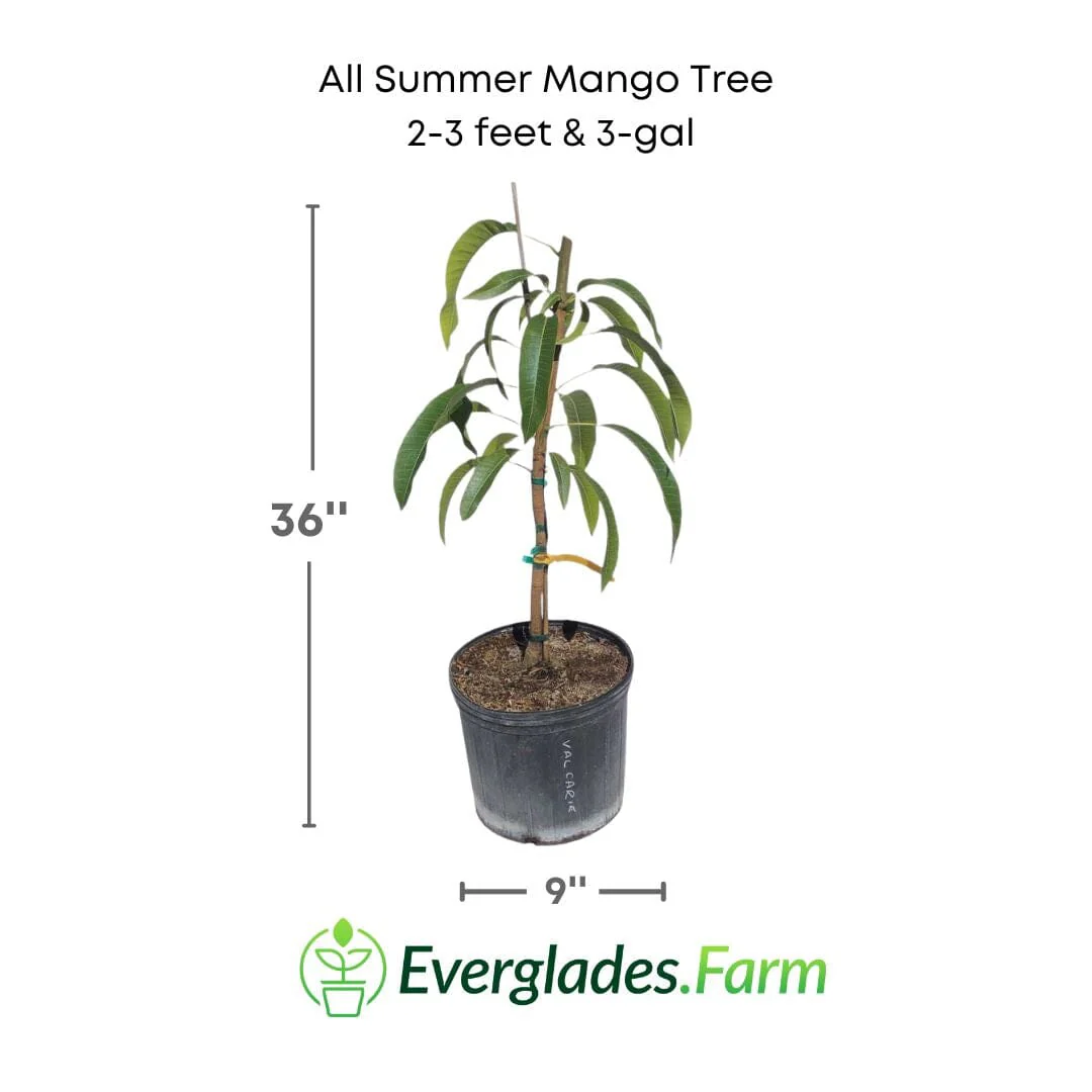 All Summer or Marlys Mango Tree, Grafted - Image 2
