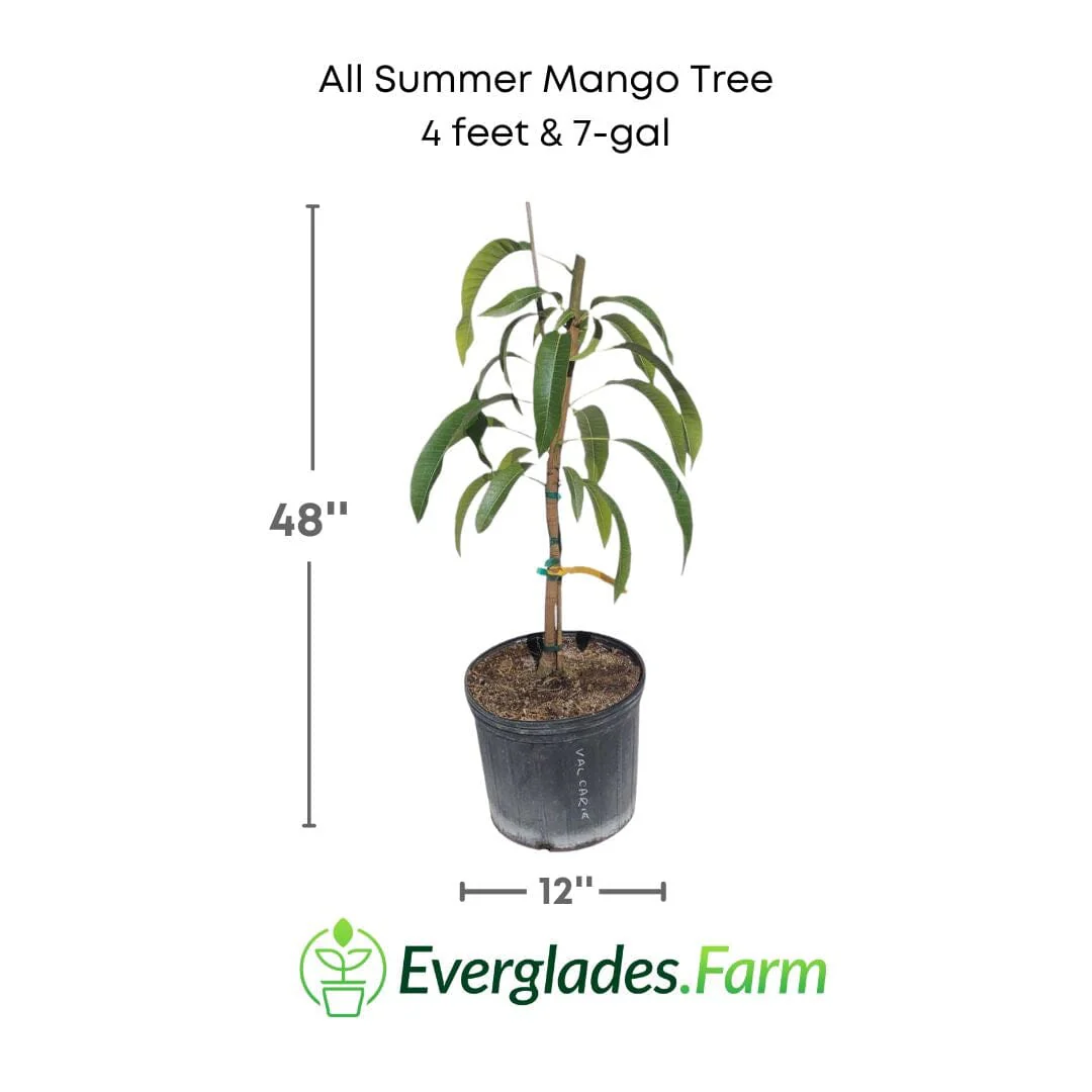 All Summer or Marlys Mango Tree, Grafted - Image 3