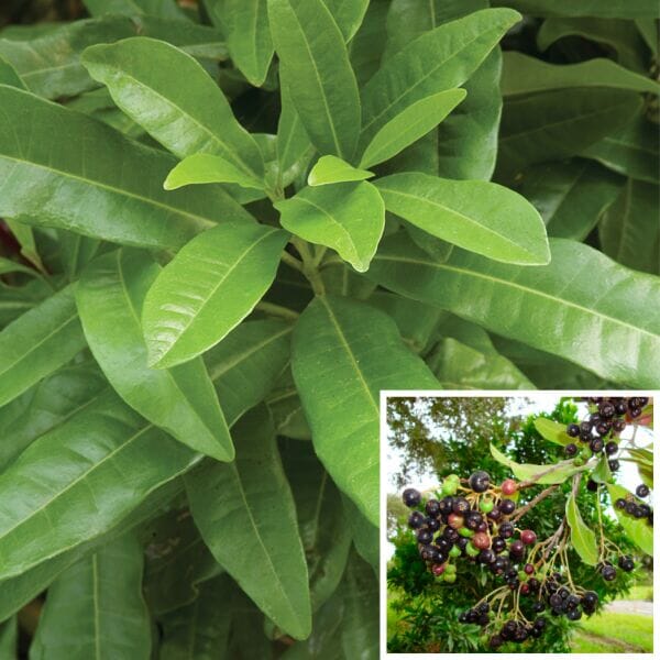 Allspice Pimienta de Jamaica Tree - Image 2