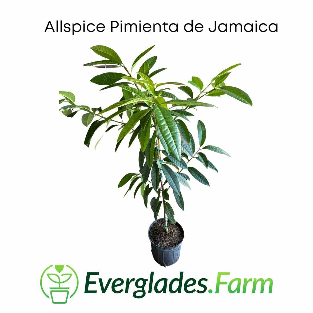 Allspice Pimienta de Jamaica Tree - Image 3