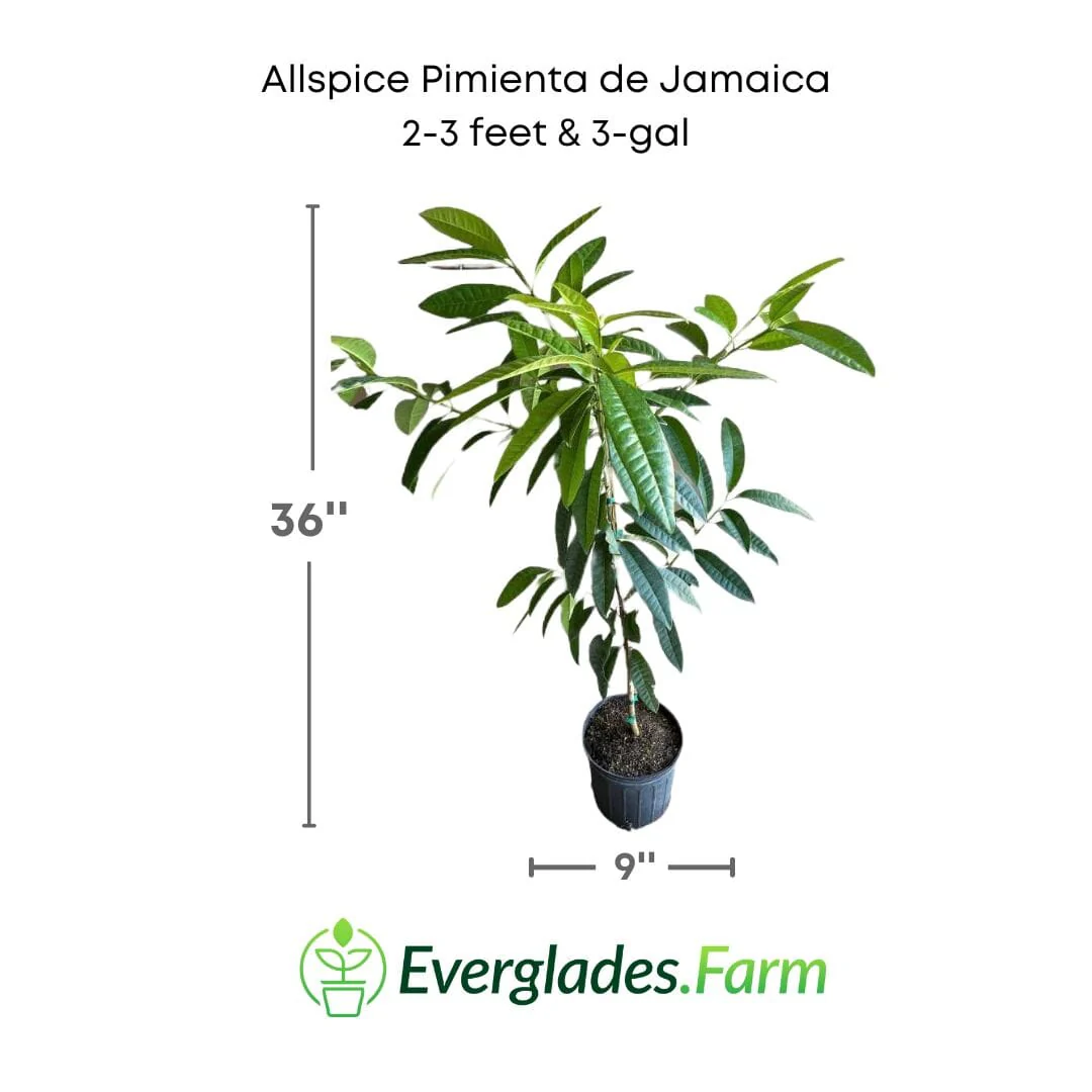 Allspice Pimienta de Jamaica Tree - Image 4