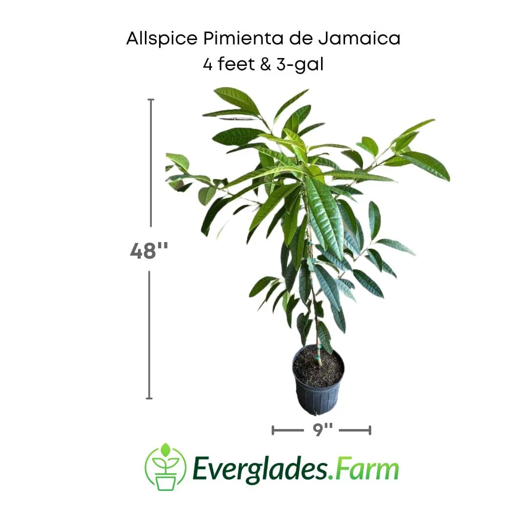 Allspice Pimienta de Jamaica Tree - Image 5