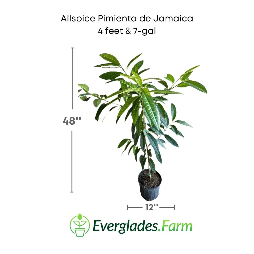 Allspice Pimienta de Jamaica Tree - Image 6