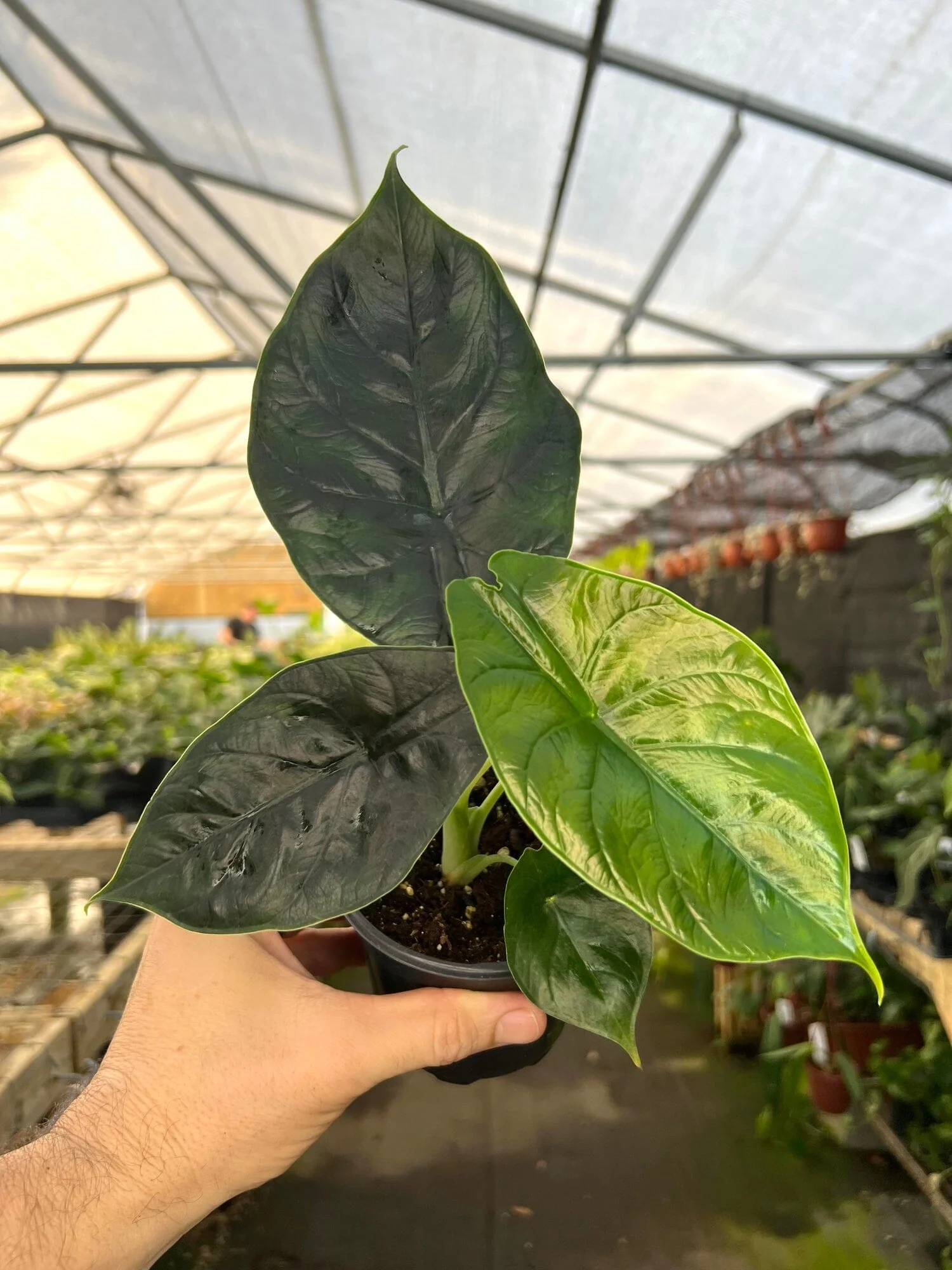 Alocasia Green Unicorn Tropical Houseplant in 4" Container