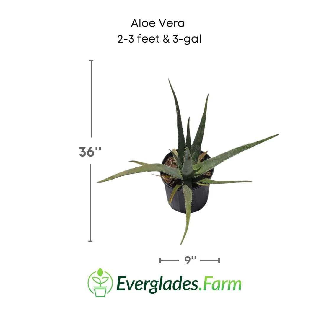 Aloe Vera Medicinal Plant - Image 3