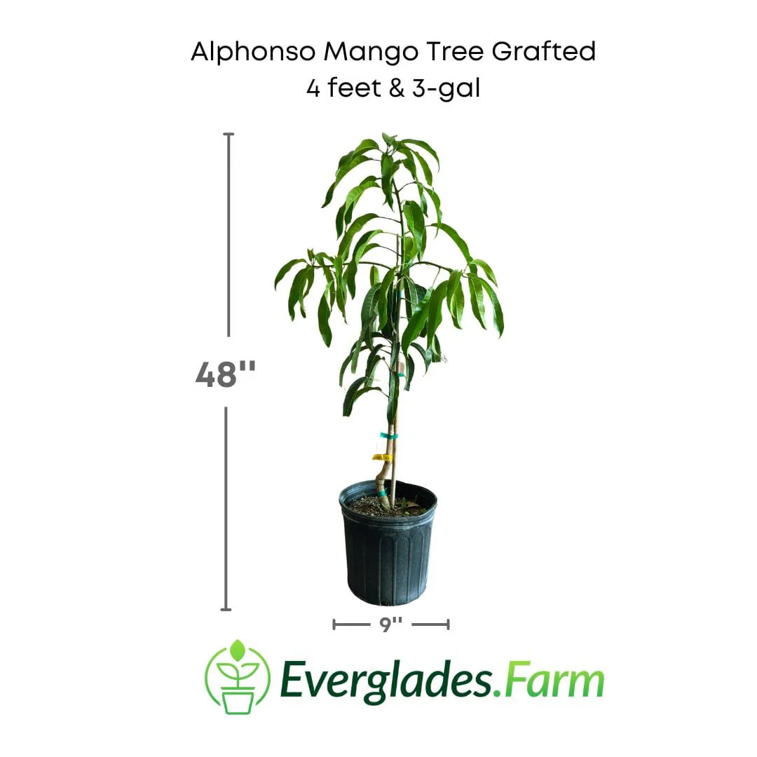 Alphonso Mango Tree (Grafted Mango Variety from Florida) - Image 4