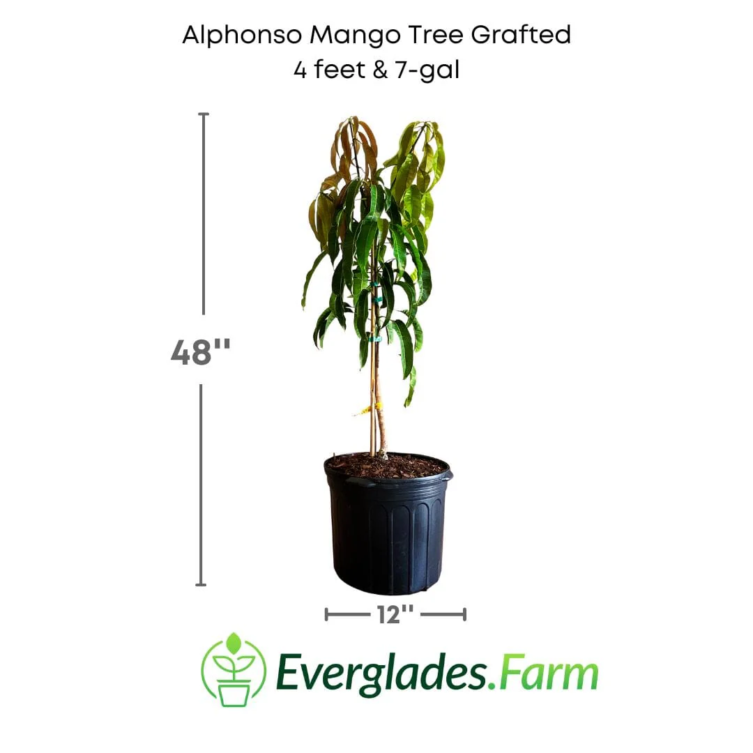 Alphonso Mango Tree (Grafted Mango Variety from Florida) - Image 5