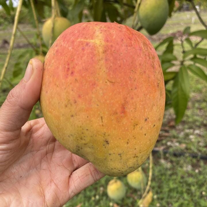 Angie Mango Tree, Grafted