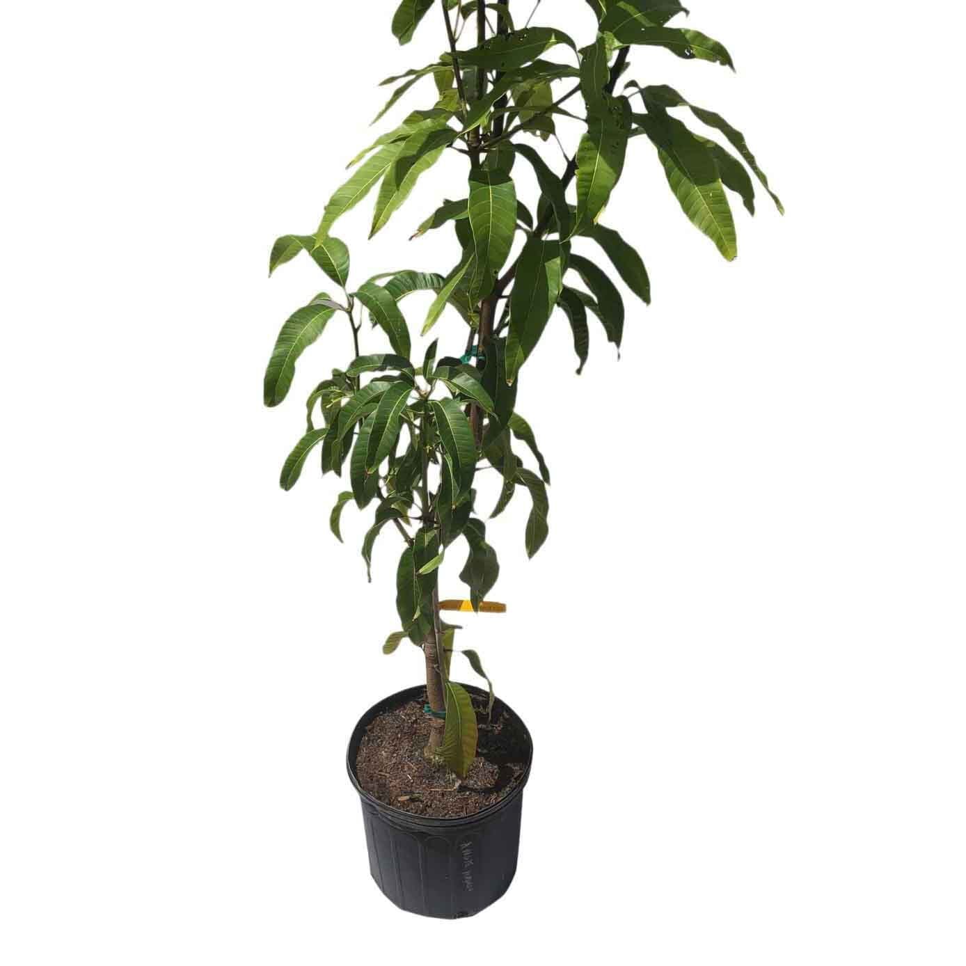 Angie Mango Tree, Grafted - Image 2