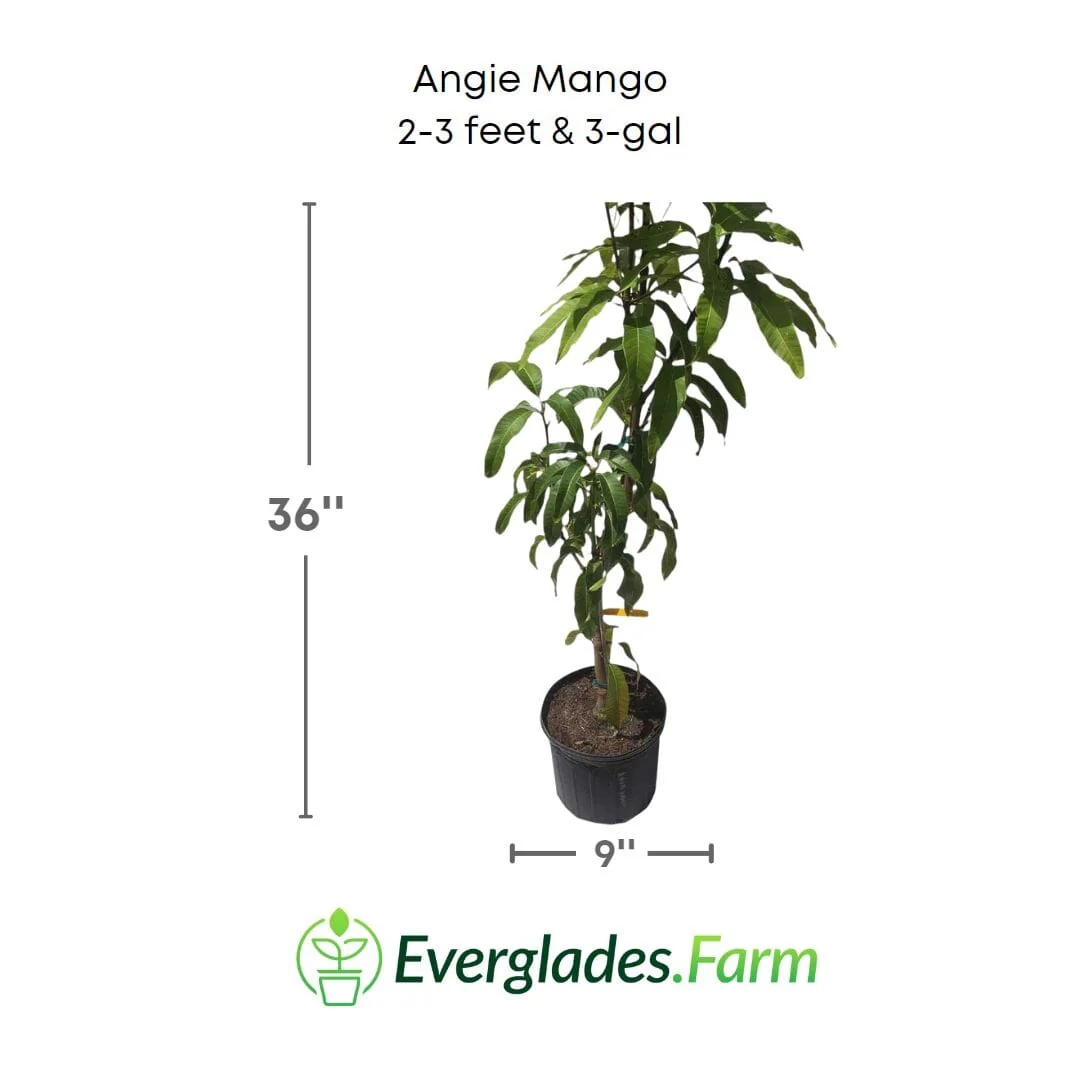 Angie Mango Tree, Grafted - Image 3