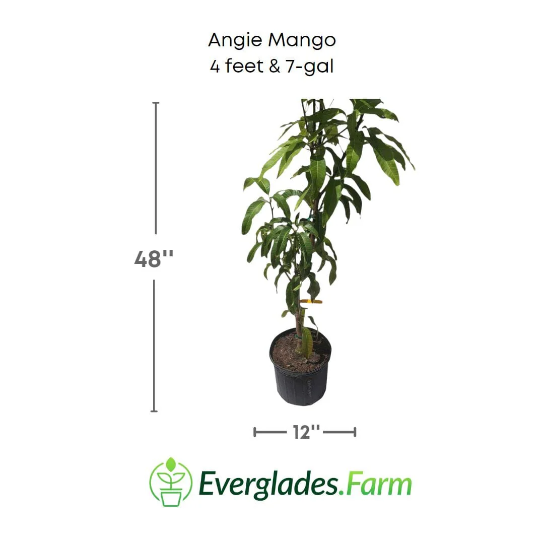 Angie Mango Tree, Grafted - Image 4