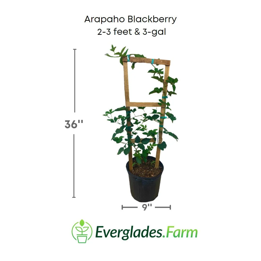 Arapaho Thornless Blackberry Plant - Image 3
