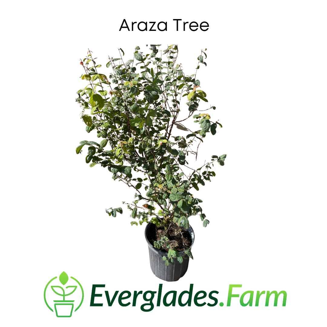 Araza, Aracaba-boi, Eugenia Stipitata, Plant