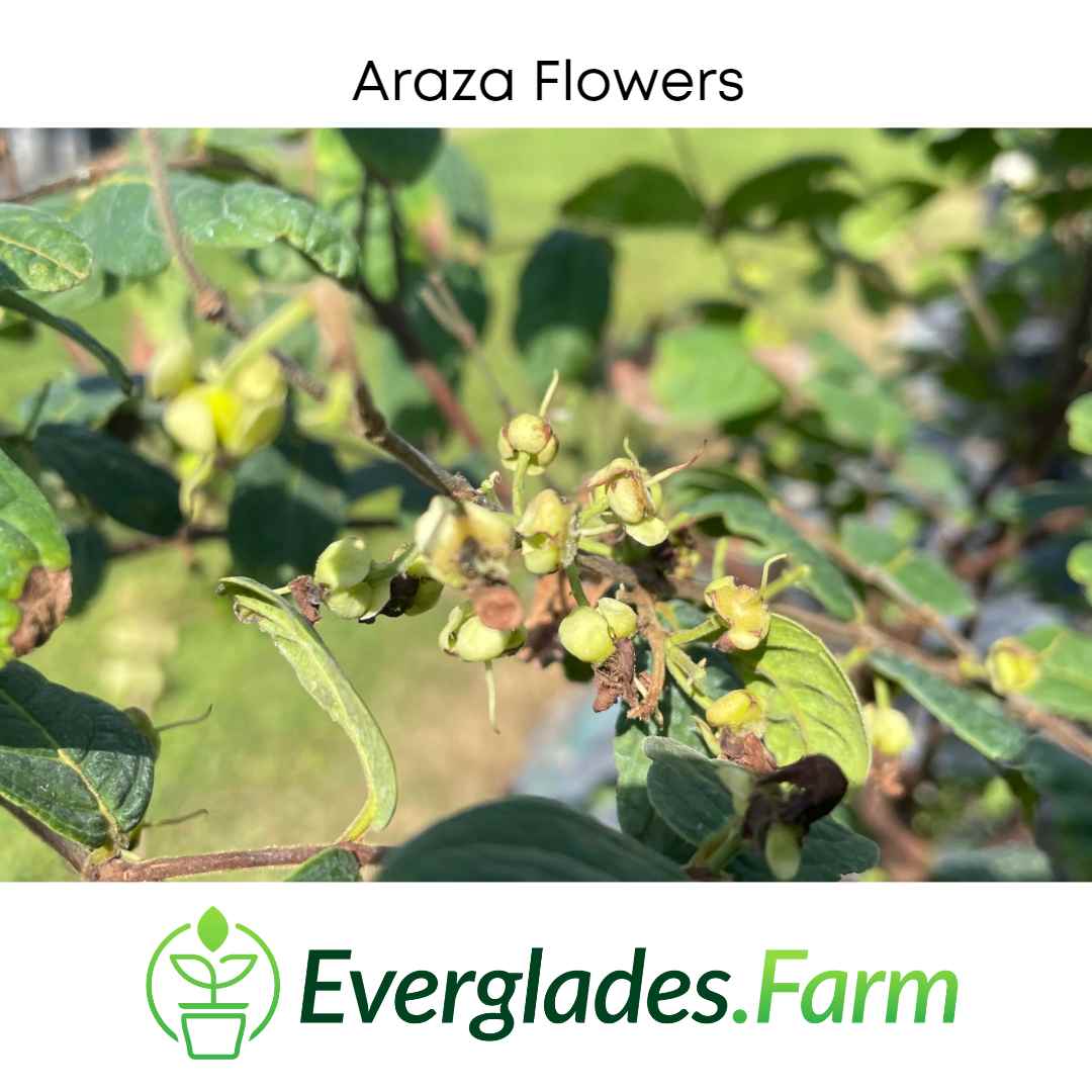 Araza, Aracaba-boi, Eugenia Stipitata, Plant - Image 3