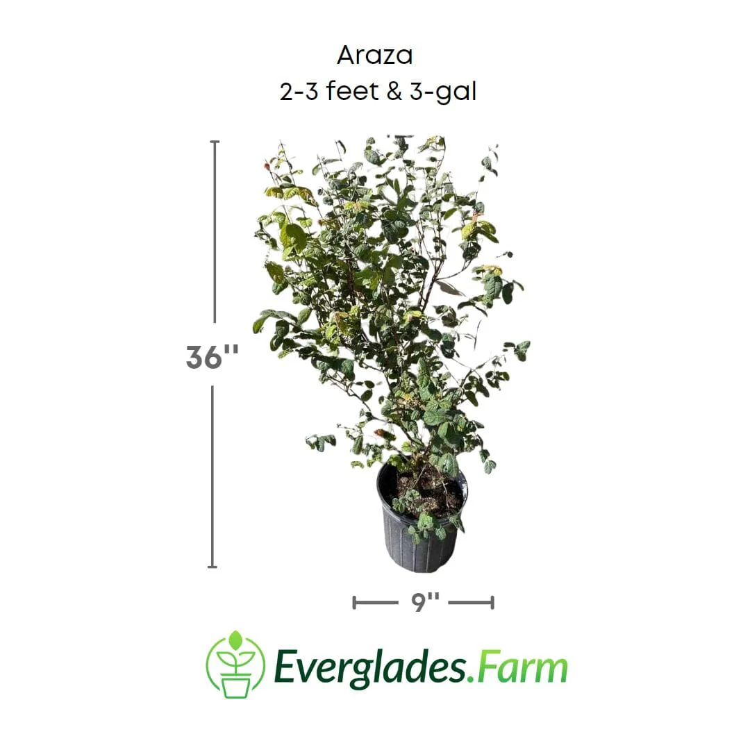 Araza, Aracaba-boi, Eugenia Stipitata, Plant - Image 4