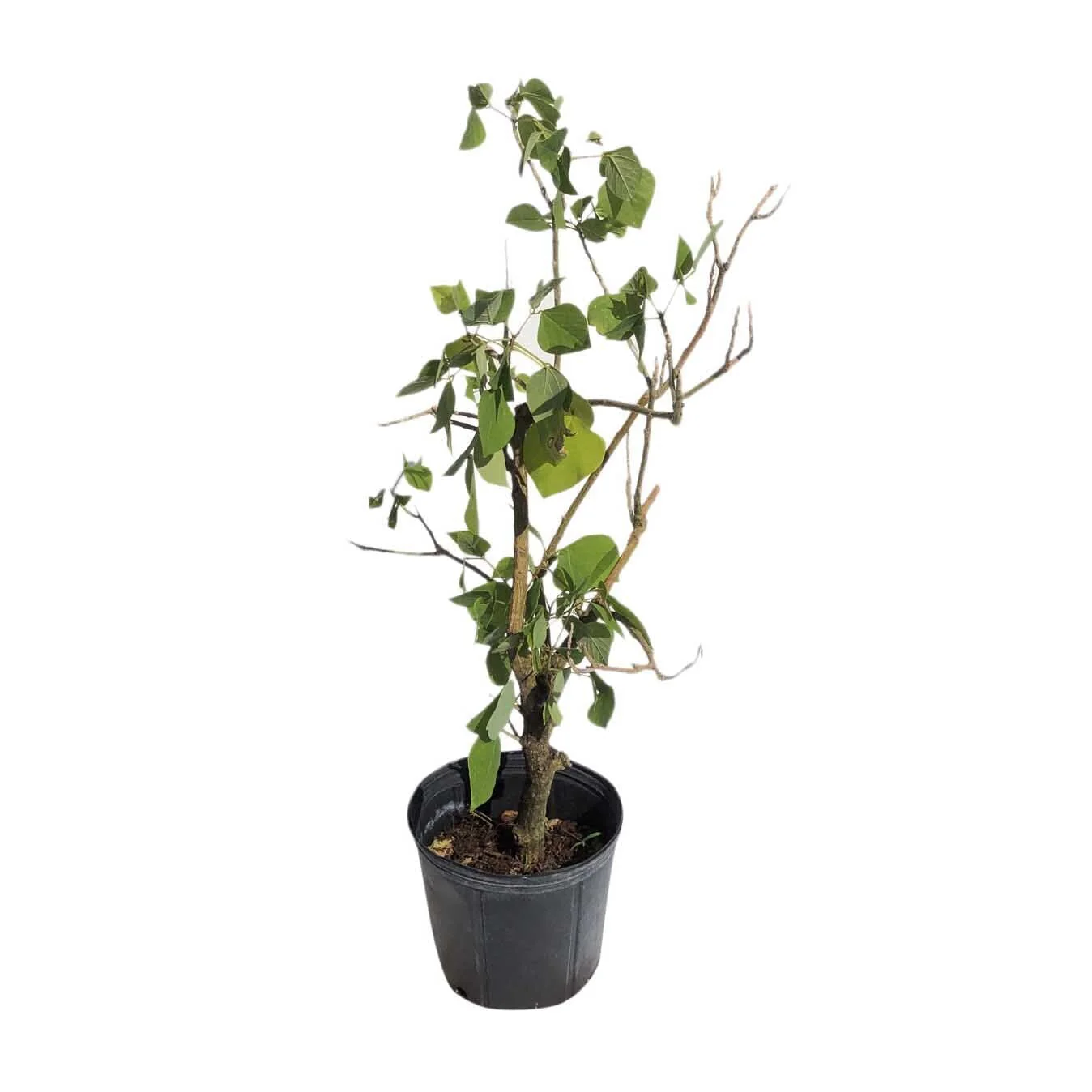 Arbol de Pito | Pito Tree for Sale
