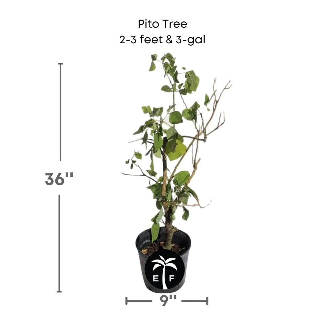 Arbol de Pito | Pito Tree for Sale - Image 2
