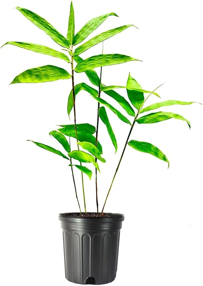 Asper Bamboo Plant for Sale - Edible Shoots & Sustainable Building Material