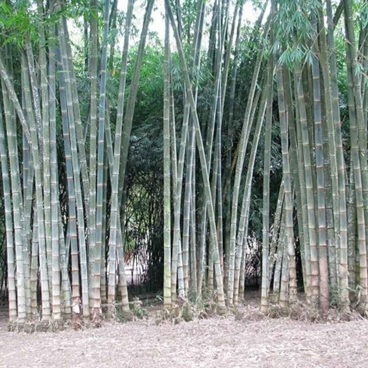 Asper Bamboo Plant for Sale - Edible Shoots & Sustainable Building Material - Image 2