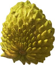 Atemoya Geffner Fruit Tree, Grafted - Image 3