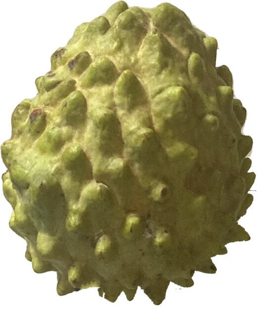 Atemoya Geffner Fruit Tree, Grafted - Image 4