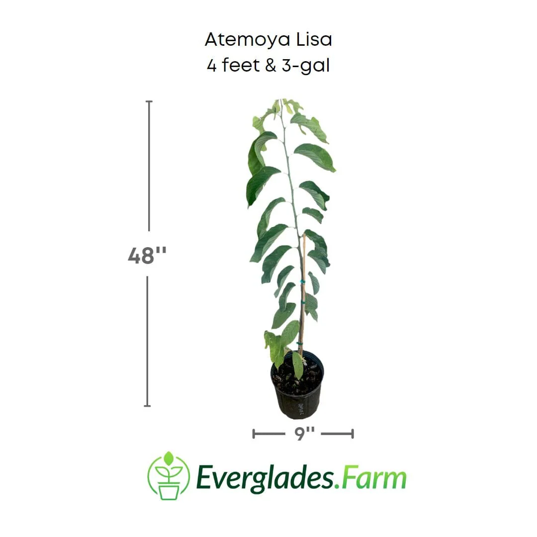 Atemoya Lisa Grafted Fruit Tree - Image 4