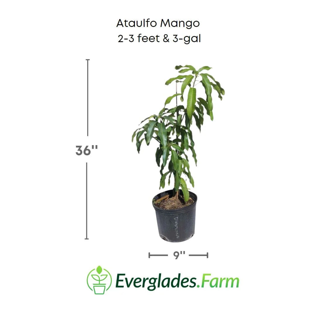 Ataulfo Mango Tree, Grafted - Image 3