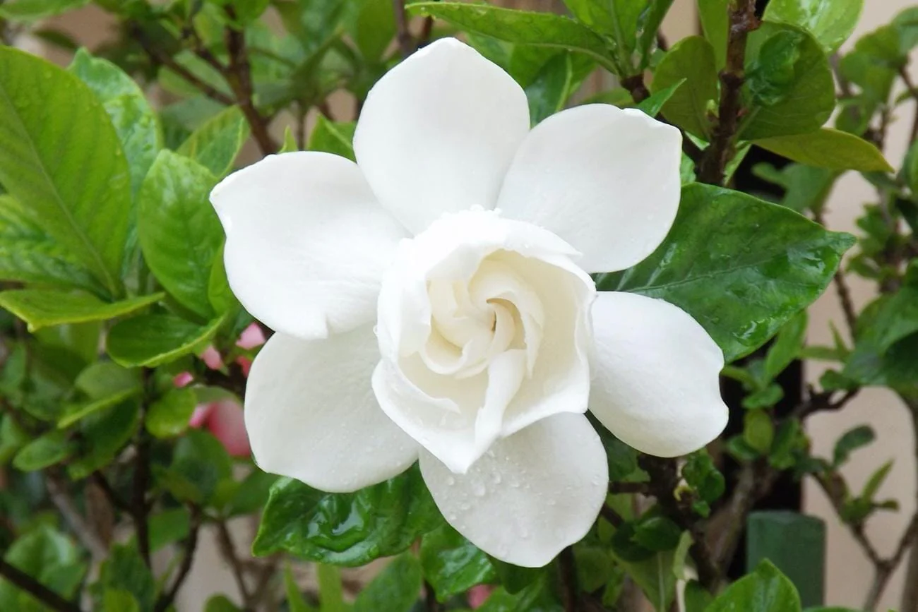 August Beauty Gardenia Shrub white flower - Image 2