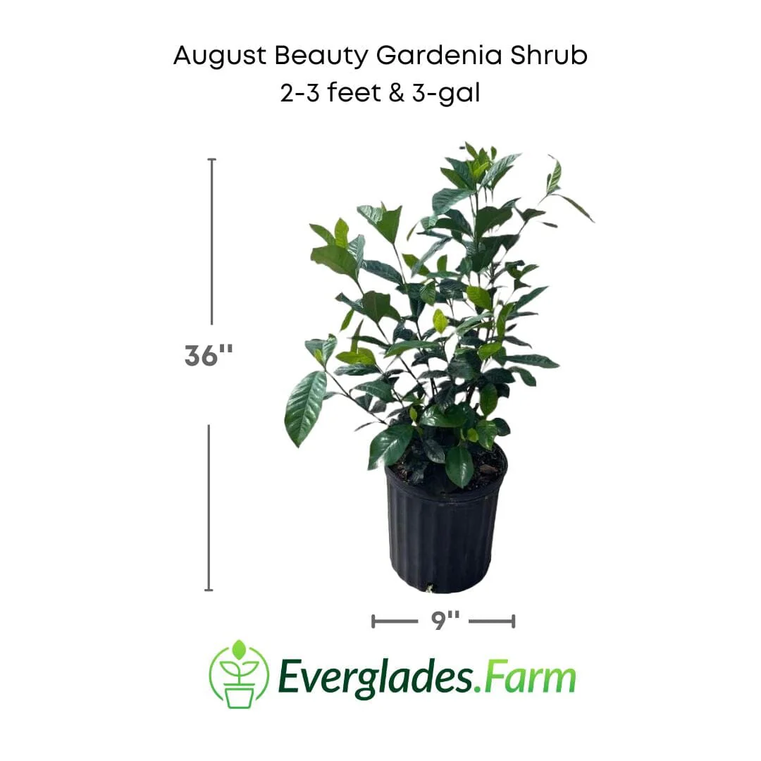 August Beauty Gardenia Shrub white flower - Image 3