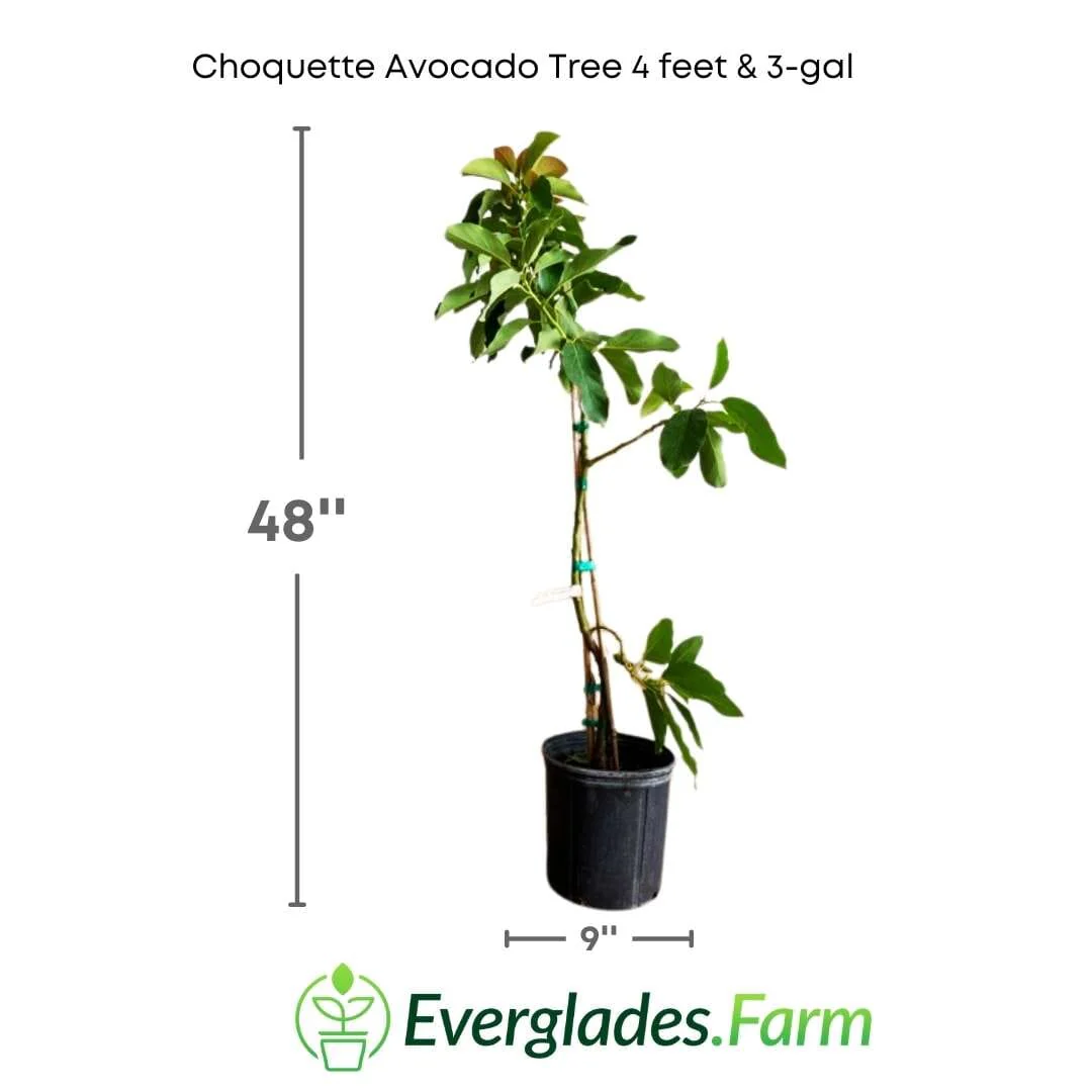 Choquette Avocado Tree Grafted - Image 3