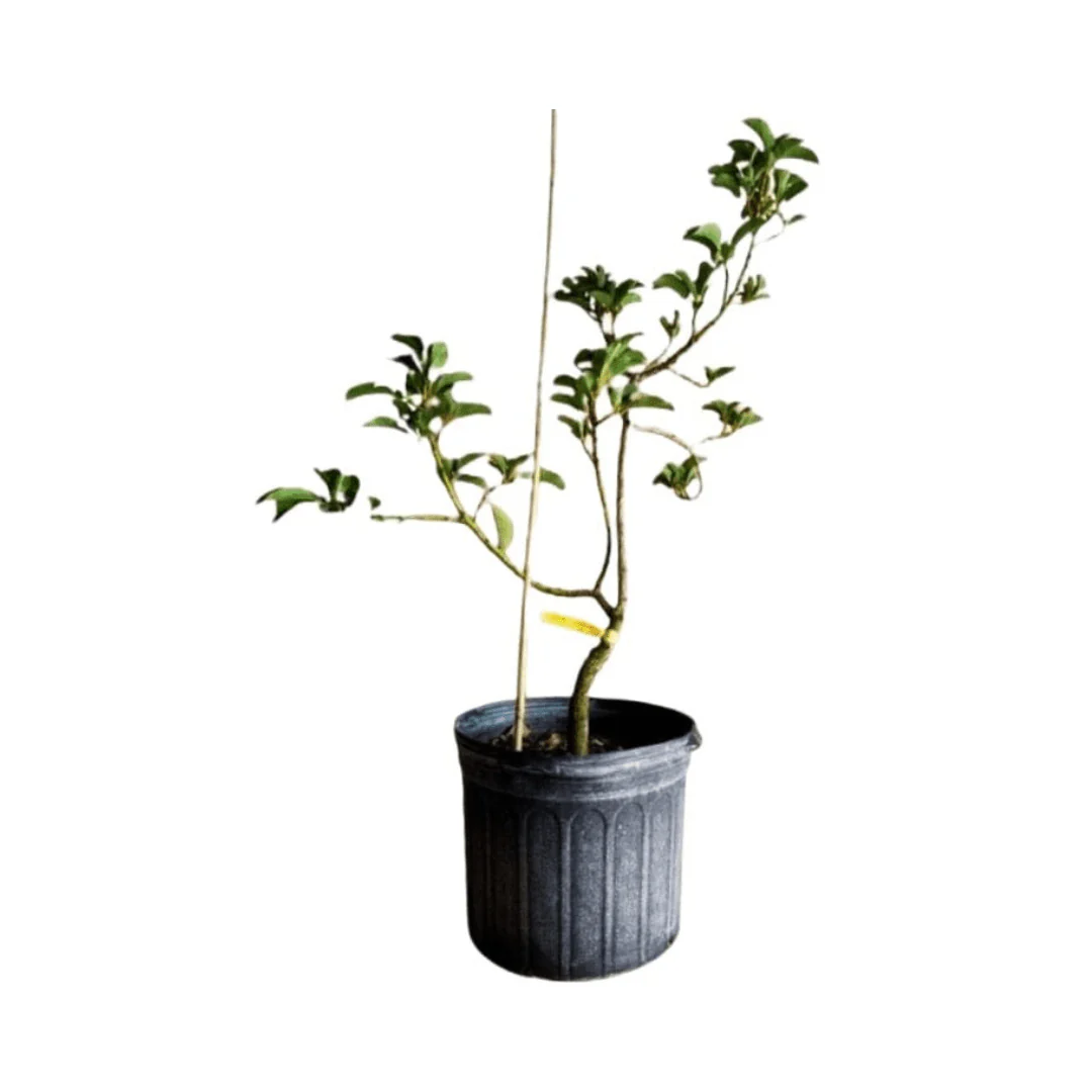 Donnie Avocado Tree Grafted - Image 3