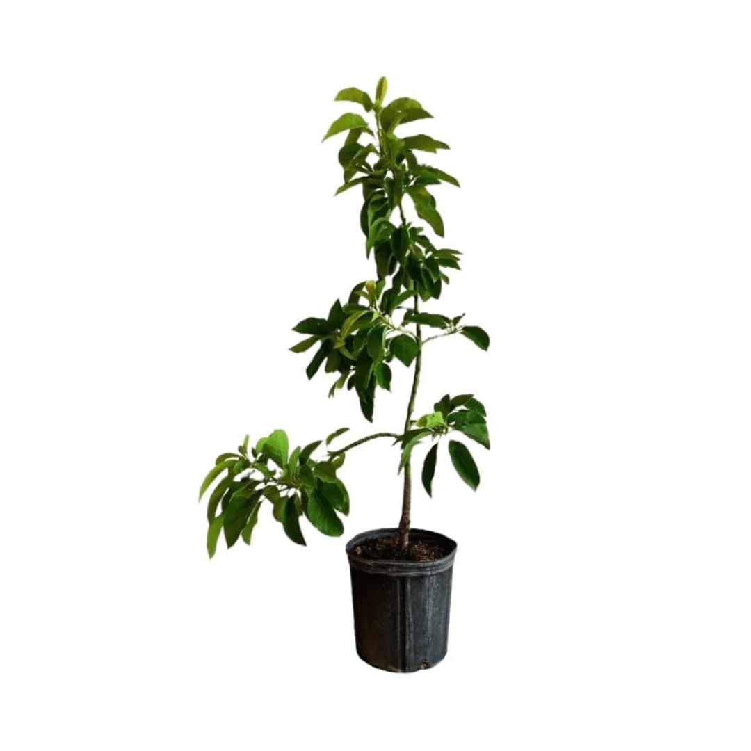 Donnie Avocado Tree Grafted - Image 4