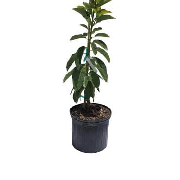 Donnie Avocado Tree Grafted - Image 5