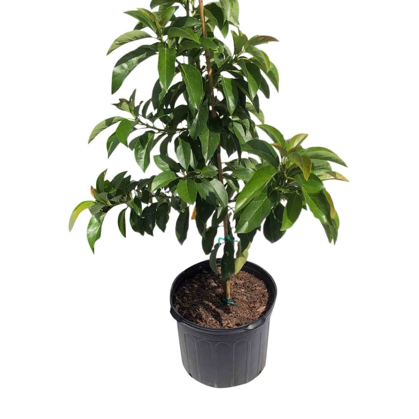 Donnie Avocado Tree Grafted - Image 6