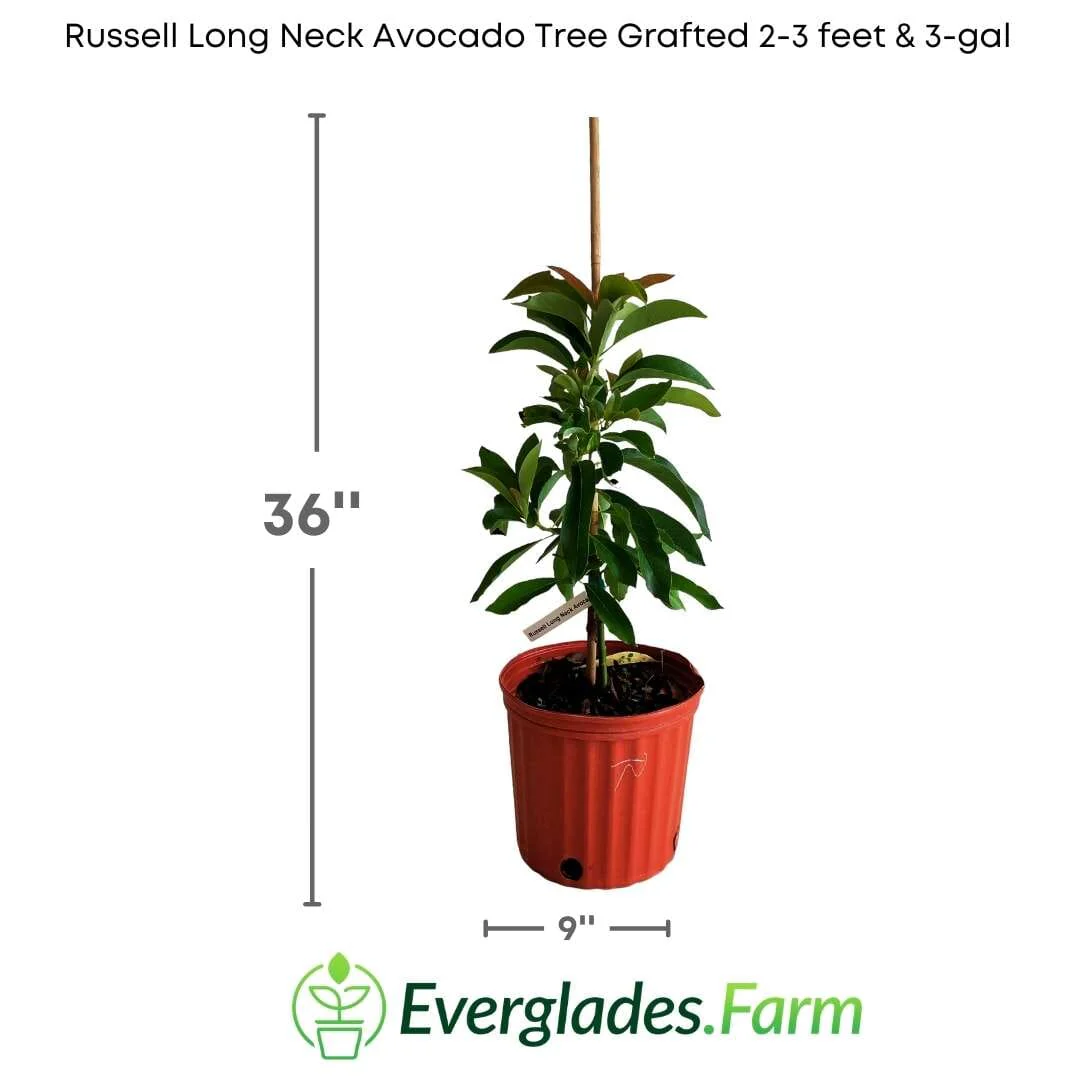 Russell Long Neck Avocado Tree Grafted - Image 3