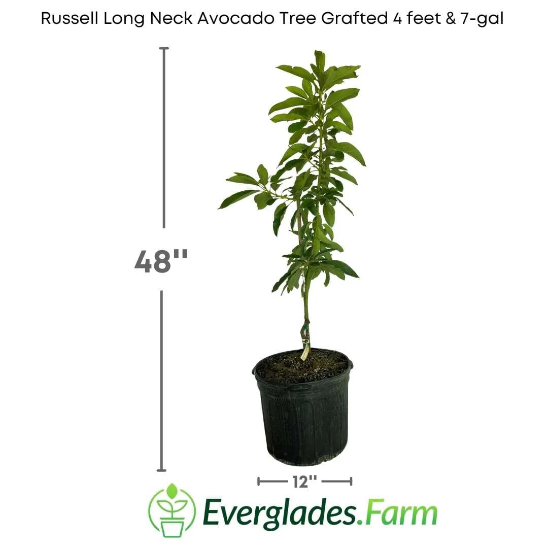 Russell Long Neck Avocado Tree Grafted - Image 4