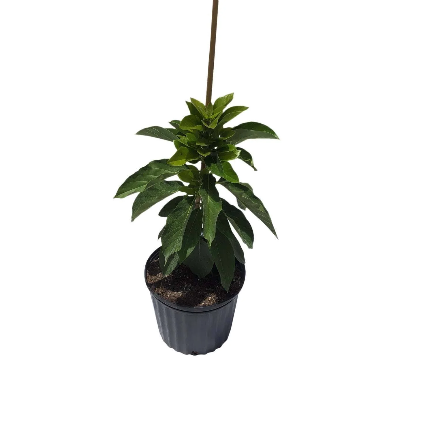Simmonds Avocado, Semi-Dwarf Tree, Grafted - Image 3