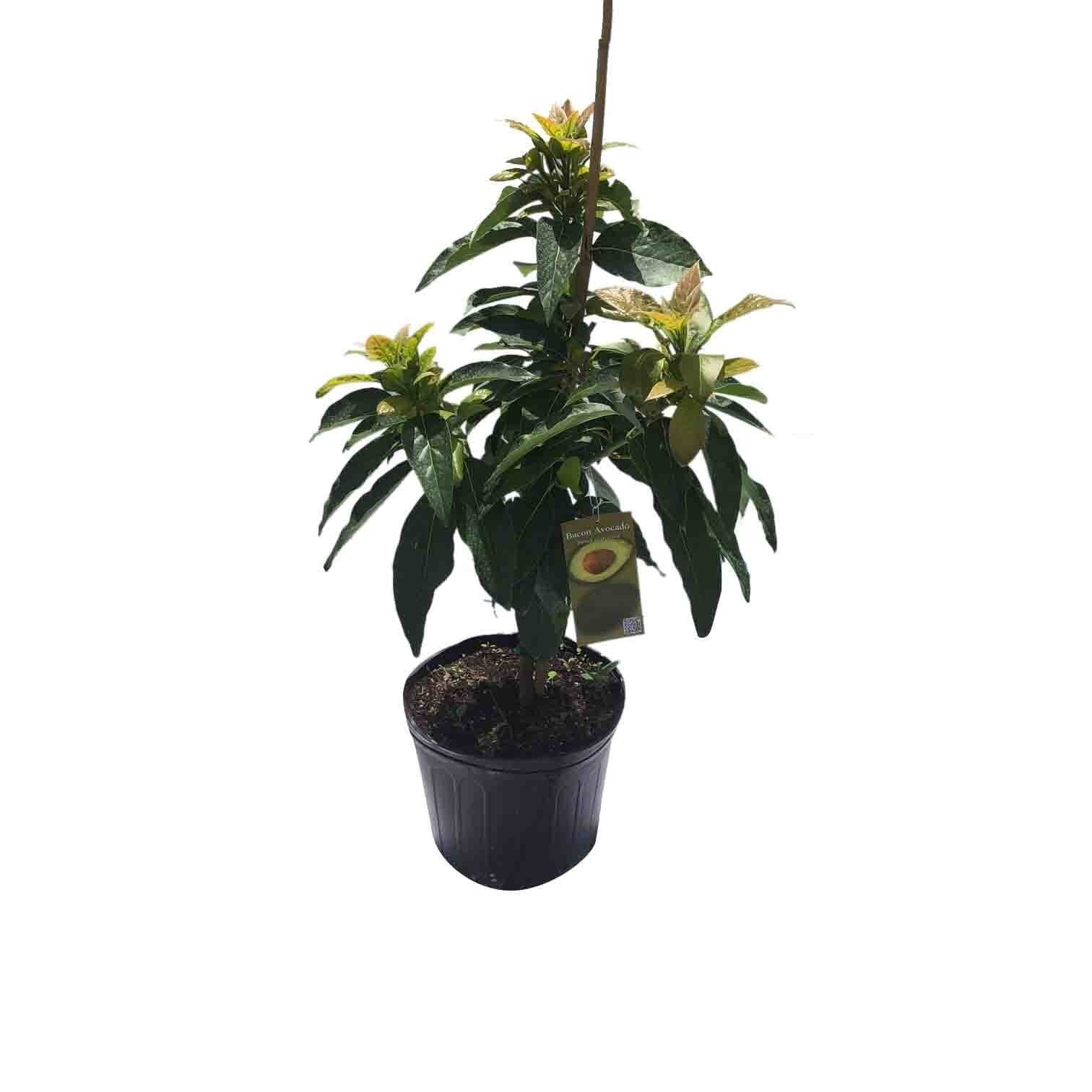 Bacon Avocado Tree, Semi-Cold Hardy, Grafted - Image 2