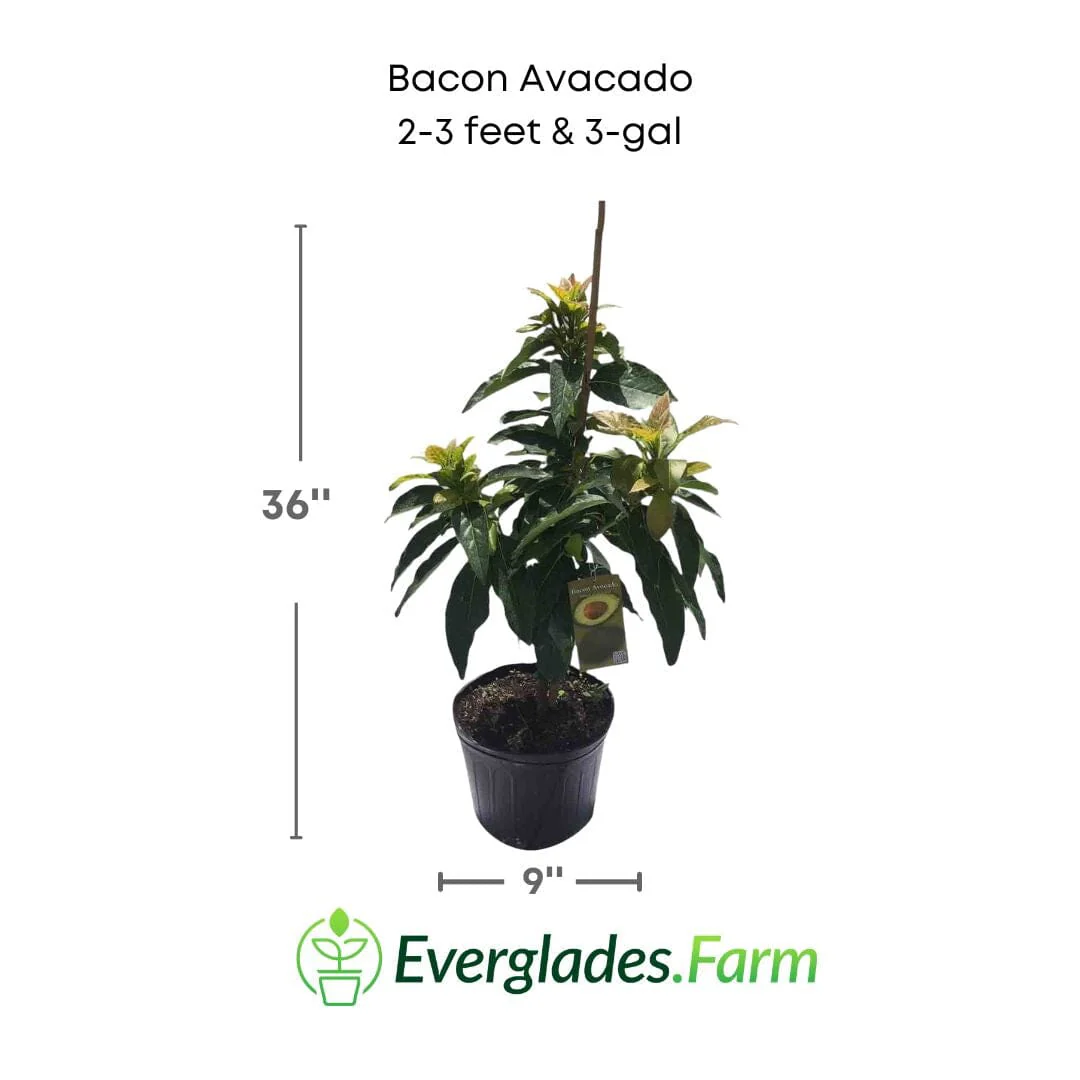 Bacon Avocado Tree, Semi-Cold Hardy, Grafted - Image 3