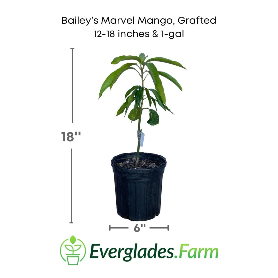 Bailey's Marvel Mango Tree, Grafted - Image 3