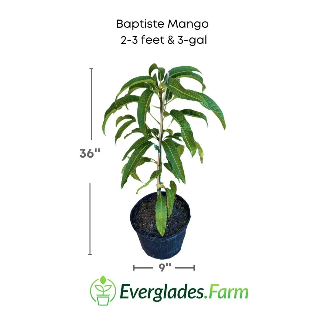 Baptiste Mango Tree, Grafted - Image 2